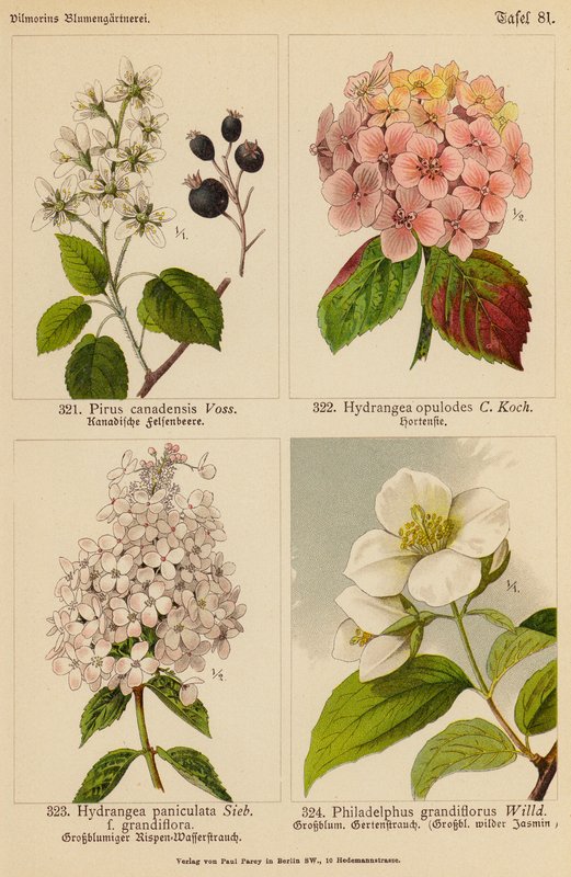 Pirus Canadensis, Hydrangea Opulodes, Hydrangea Paniculata, Philadelphus Grandiflorus (színes litográfia) alkotó: (after) German School