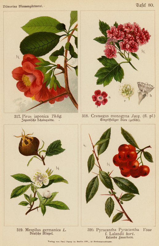 Pirus Japonica, Crataegus Monogyna, Mespilus Germanica, Pyracantha Pyracantha (színes litográfia) alkotó: (after) German School