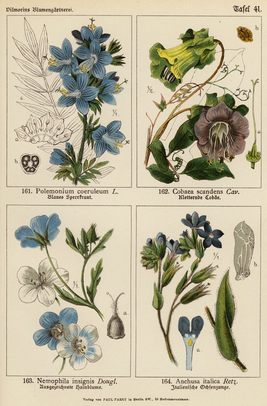 Polemonium Coeruleum, Cobaea Scandens, Nemophila Insignis, Anchusa Italica (színes litográfia) alkotó: (after) German School
