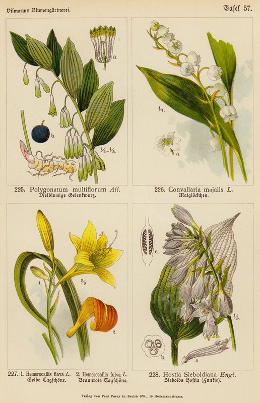 Polygonatum Multiflorum, Convallaria Majalis, Hemerocallis Flava, Hemerocallis Fulva, Hostia Sieboldiana (színes litó) alkotó: (after) German School