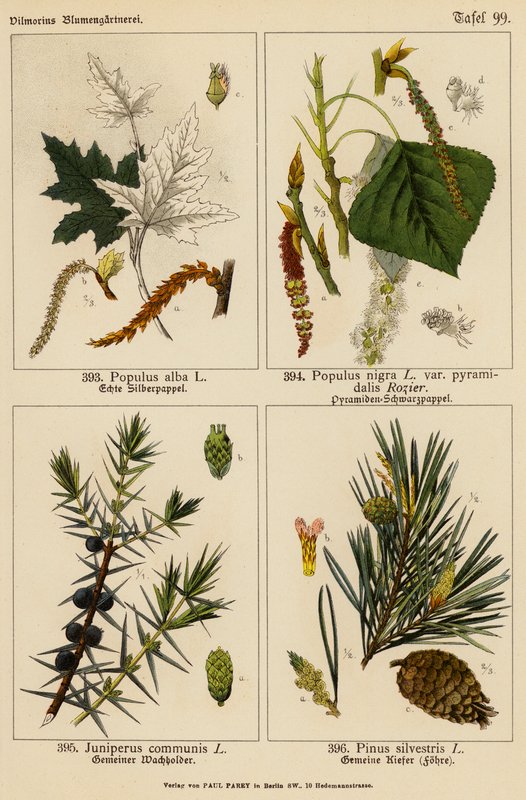 Populus Alba, Populus Nigra, Juniperus Communis, Pinus Silvestris (színes litográfia) alkotó: (after) German School