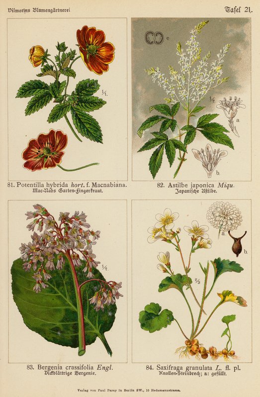 Potentilla Hybrida, Astilbe Japonica, Bergenia Crassifolia, Saxifraga Granulata (színes litográfia) alkotó: (after) German School