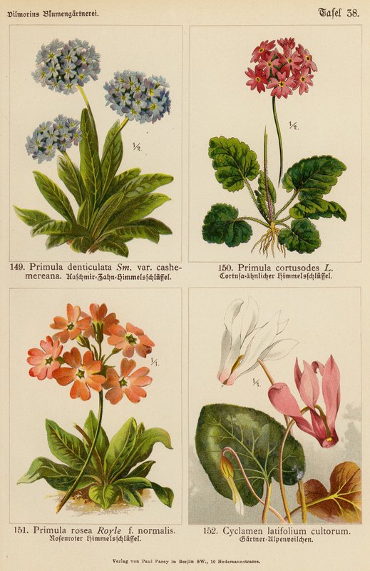 Primula Denticulata, Primula Cortusodes, Primula Rosea, Cyclamen Latifolium Cultorum (színes litó) alkotó: (after) German School