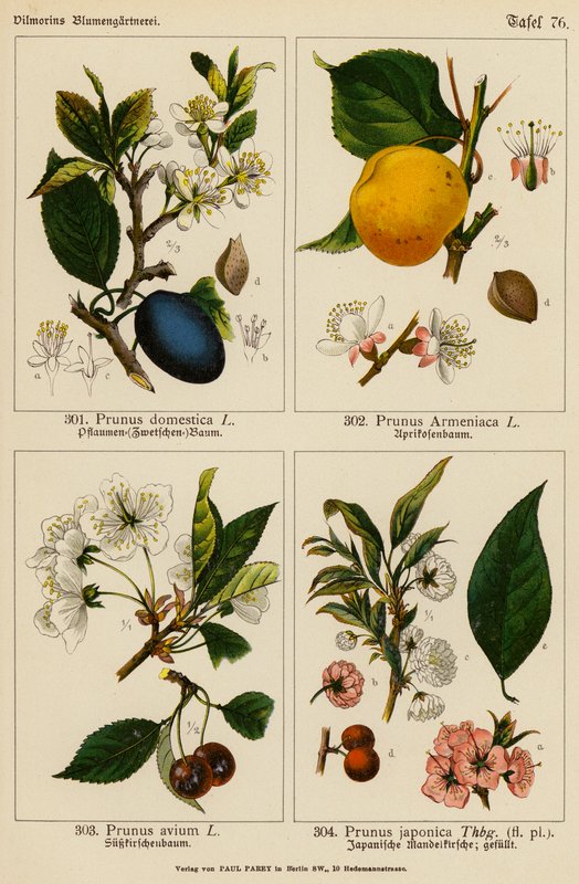 Prunus Domestica, Prunus Armeniaca, Prunus Avium, Prunus Japonica (színes litográfia) alkotó: (after) German School