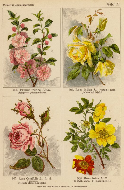 Prunus Triloba, Rosa Indica, Rosa Centifolia, Rosa Lutea (színes litó) alkotó: (after) German School