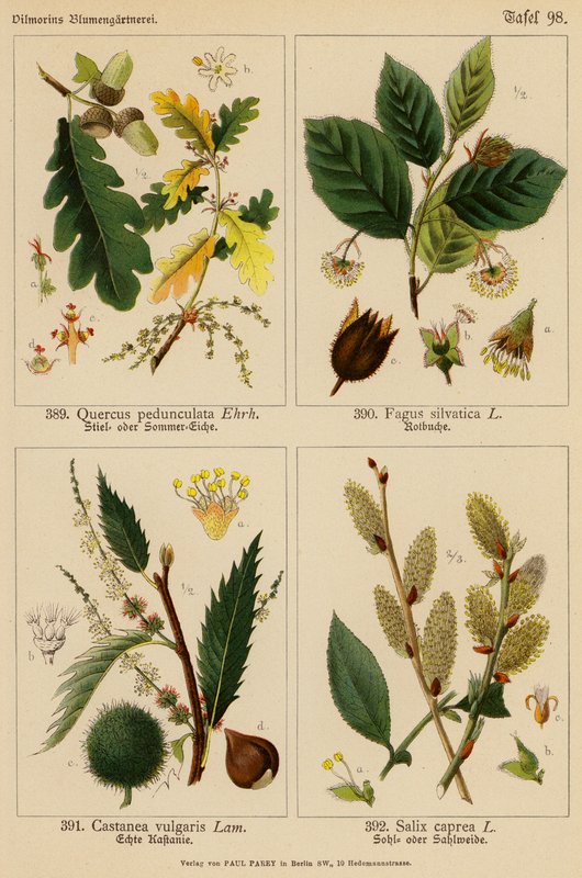 Quercus Pedunculata, Fagus Silvatica, Castanea Vulgaris, Salix Caprea (színes litográfia) alkotó: (after) German School
