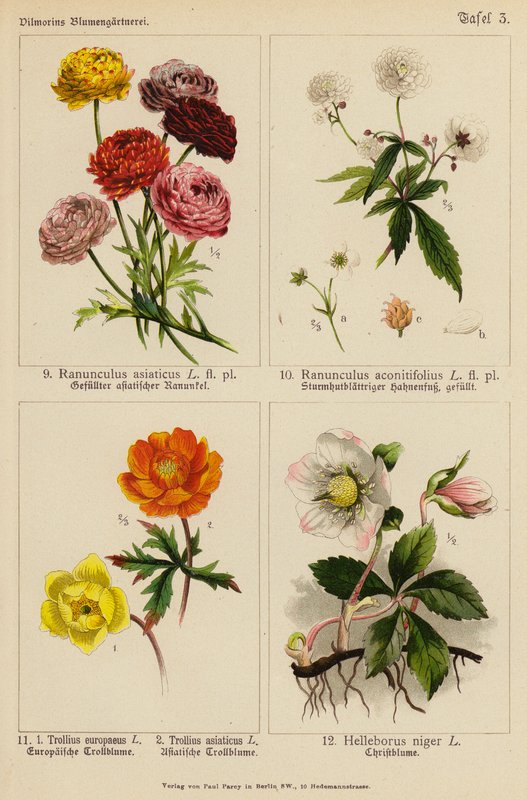 Ranunculus Asiaticus, Ranunculus Aconitifolius, Trollius Europeaeus, Trollius Asiaticus, Helleborus Niger (színes litográfia) alkotó: (after) German School