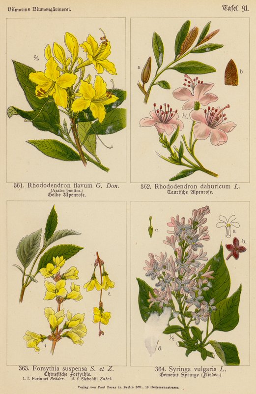 Rhododendron Flavum, Rhododendron Dahuricum, Forsythia Suspensa, Syringa Vulgaris (színes litográfia) alkotó: (after) German School
