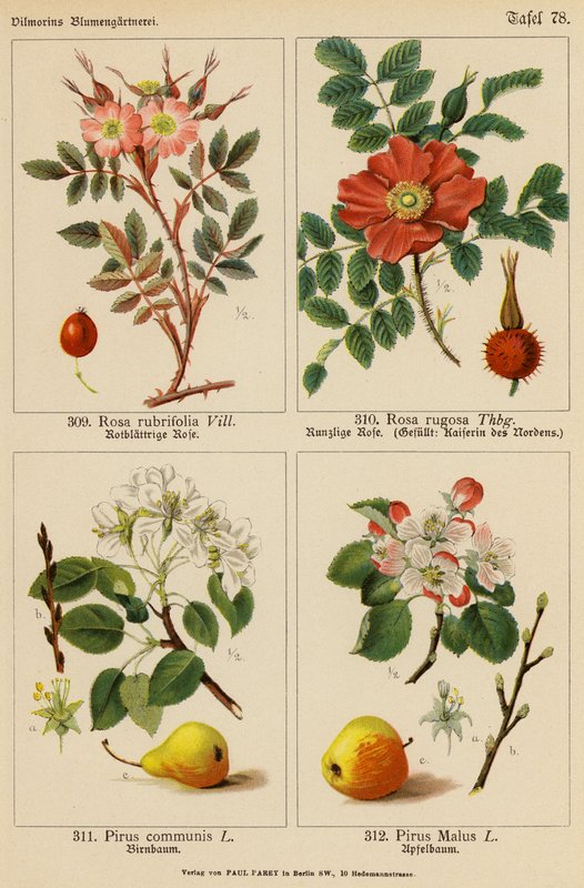 Rosa Rubrifolia, Rosa Rugosa, Pirus Communis, Pirus Malus (színes litográfia) alkotó: (after) German School