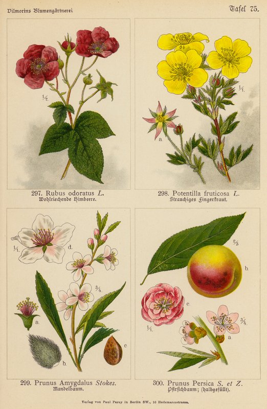 Rubus Odoratus, Potentilla Fruticosa, Prunus Amygdalus, Prunus Persica (színes litográfia) alkotó: (after) German School