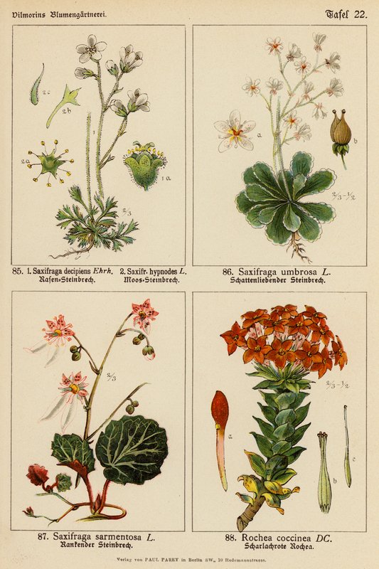Saxifraga Decipiens, Saxifraga Hypnodes, Saxifraga Umbrosa, Saxifraga Sarmentosa, Rochea Coccinea (színes litho) alkotó: (after) German School