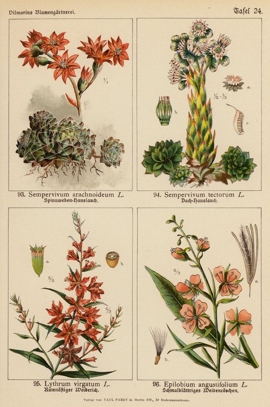 Sempervivum Arachnoideum, Sempervivum Tectorum, Lythrum Virgatum, Epilobium Angustifolium (színes litho) alkotó: (after) German School