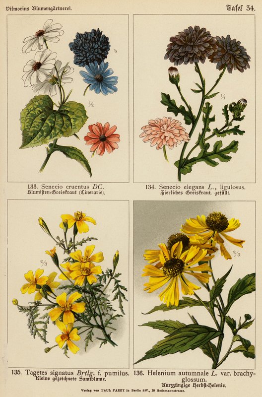 Senecio Cruentus, Senecio Elegans, Tagetes Signatus, Helenium Autumnale (színes litográfia) alkotó: (after) German School