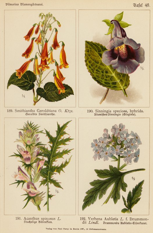 Smithiantha Geroldtiana, Sinningia Speciosa, Acanthus Spinosus, Verbena Aubletia (színes litográfia) alkotó: (after) German School