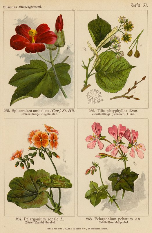 Sphaeralcea Umbellata, Tilia Platyphyllos, Pelargonium Zonale, Pelargonium Peltatum (színes litográfia) alkotó: (after) German School