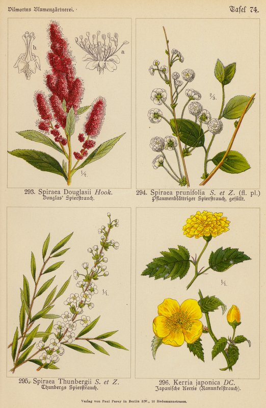 Spiraea Douglasii, Spiraea Prunifolia, Spiraea Thunbergii, Kerria Japonica (színes litó) alkotó: (after) German School