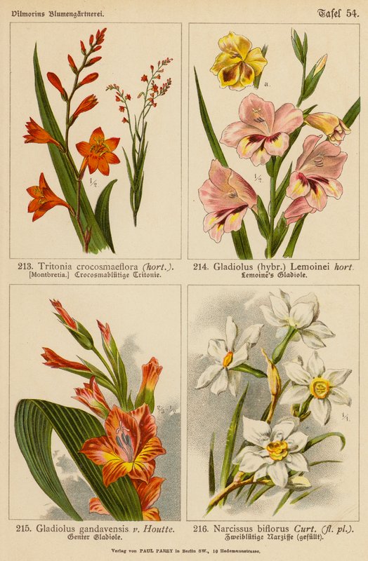 Tritonia Crocosmaeflora, Gladiolus Lemoinei, Gladioulus Gandavensis, Narcissus Biflorus (színes litográfia) alkotó: (after) German School