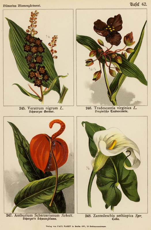 Veratrum Nigrum, Tradescantia Virginica, Anthurium Scherzerianum, Zantedeschia Aethiopica (színes litográfia) alkotó: (after) German School