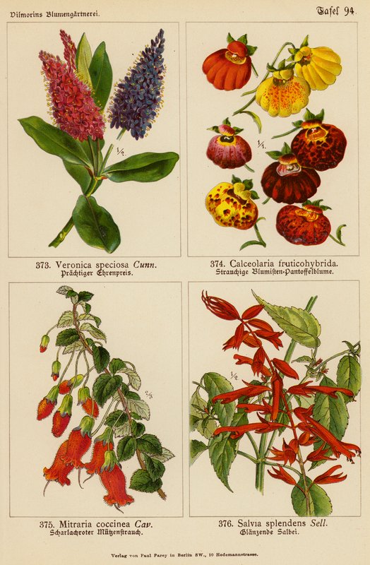 Veronica Speciosa, Calceolaria Fruticohybrida, Mitraria Coccinea, Salvia Splendens (színes litográfia) alkotó: (after) German School