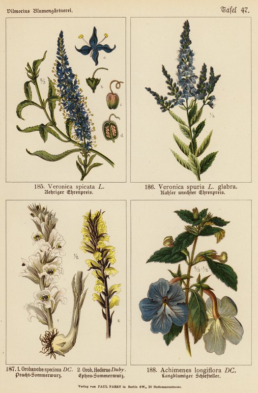 Veronica Spicata, Veronica Spuria, Orobanche Speciosa, Orobanche Hederae, Achimenes Longiflora (színes litográfia) alkotó: (after) German School