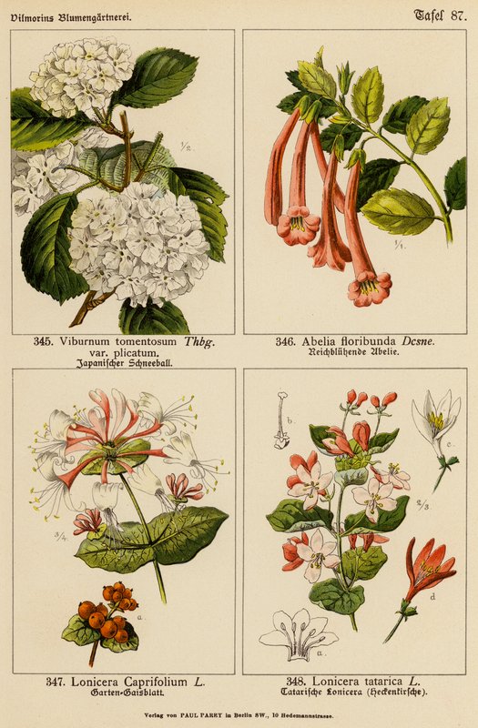 Viburnum Tomentosum, Abelia Floribunda, Lonicera Caprifolium, Lonicera Tatarica (színes litográfia) alkotó: (after) German School