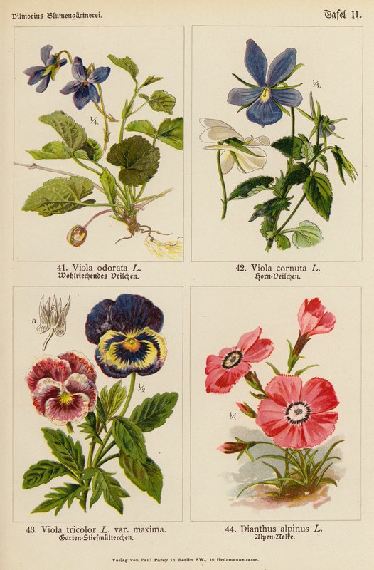 Viola odorata, Viola cornuta, Viola tricolor, Dianthus alpinus (színes litográfia) alkotó: (after) German School