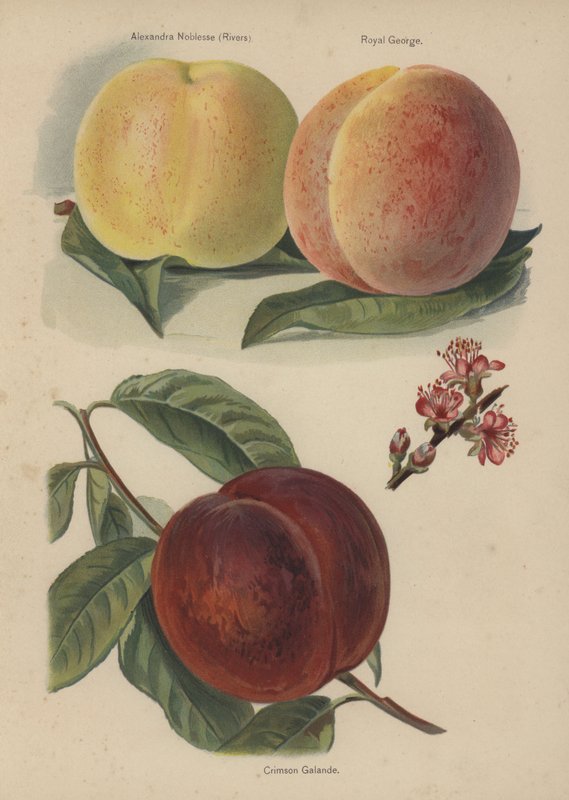 Alexandra Noblesse (Rivers), Royal George, Crimson Galande alkotó: English School