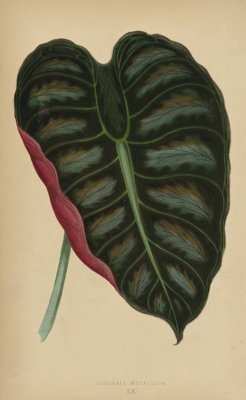 Alocasia Metallica alkotó: English School