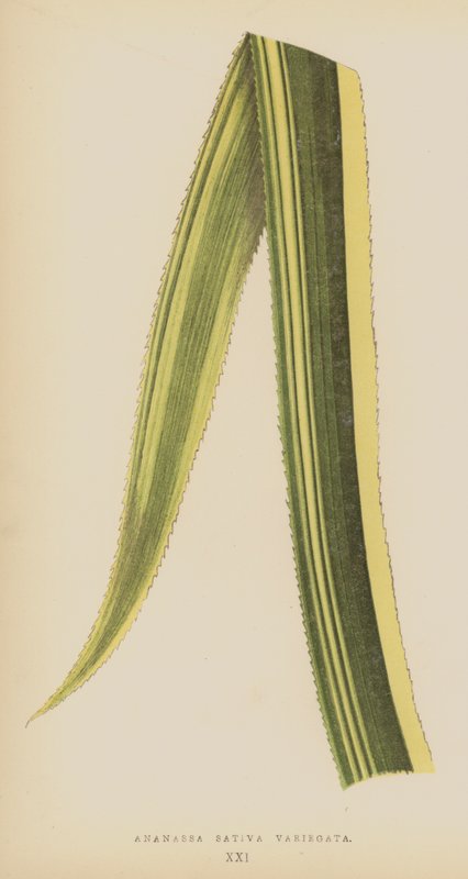 Ananassa Sativa Variegata alkotó: English School