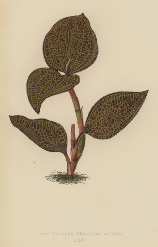 Anoectochilus Setaceus, Aurea alkotó: English School