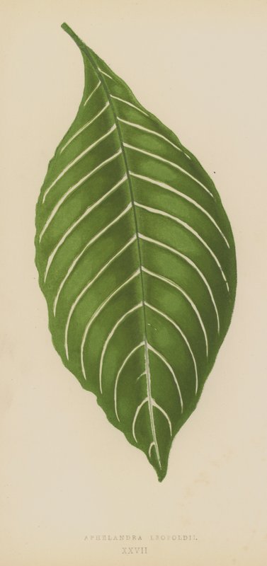 Aphelandra Leopoldii alkotó: English School