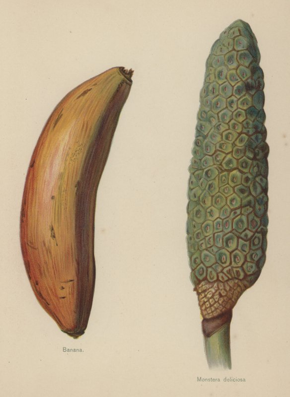 Banán, Monstera deliciosa alkotó: English School