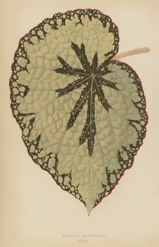 Begonia Marshallii alkotó: English School