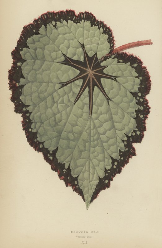 Begonia Rex, Variety Isis alkotó: English School