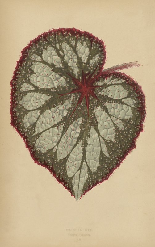 Begonia Rex, Nebulosa fajta alkotó: English School