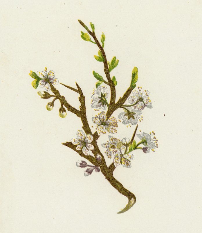 Kökény, vagy Sloe, Prunus Spinosa alkotó: English School