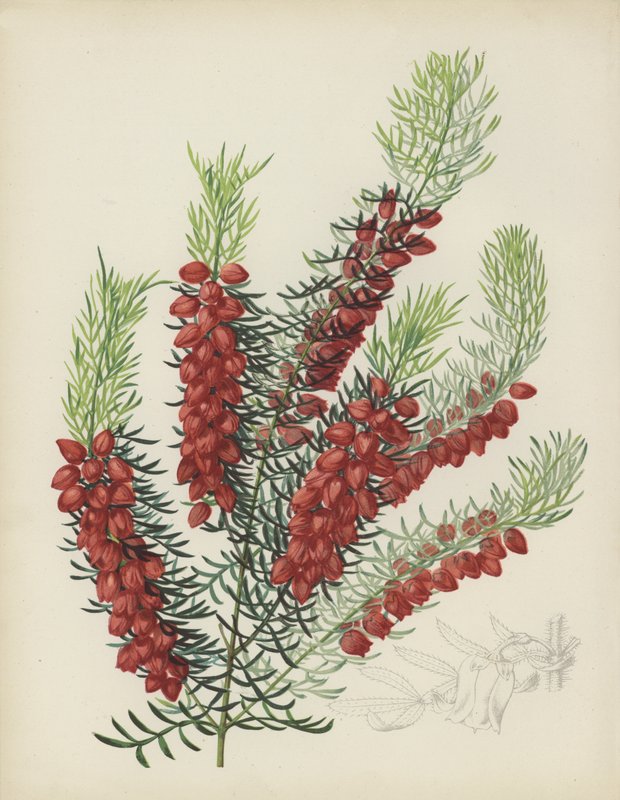 Boronia Elatior alkotó: English School