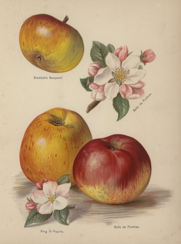 Braddicks Nonpareil, Belle de Pontoise, Pippins királya alkotó: English School