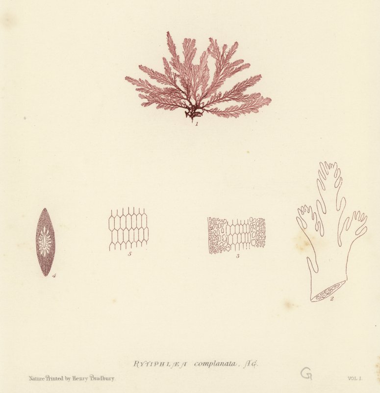 British Sea-Weed (természetesen nyomtatott) alkotó: English School
