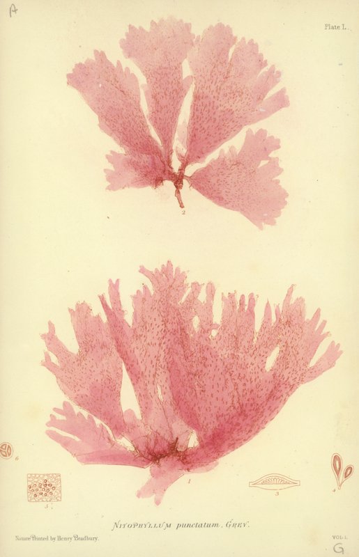 British Sea-Weed (természetesen nyomtatott) alkotó: English School