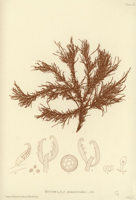 British Sea-Weed (természetesen nyomtatott) alkotó: English School