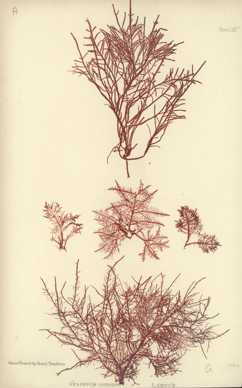 British Sea-Weed (természetesen nyomtatott) alkotó: English School