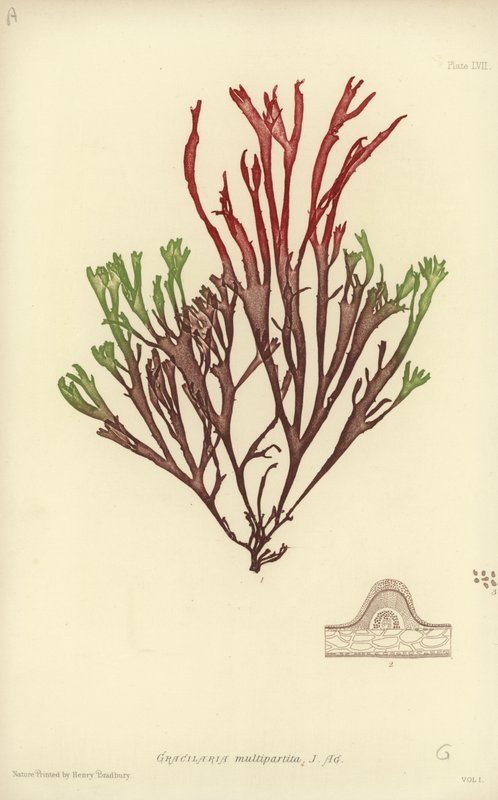 British Sea-Weed (természetesen nyomtatott) alkotó: English School