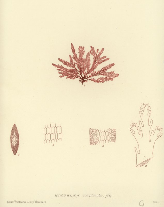 British Sea-Weed (természetesen nyomtatott) alkotó: English School