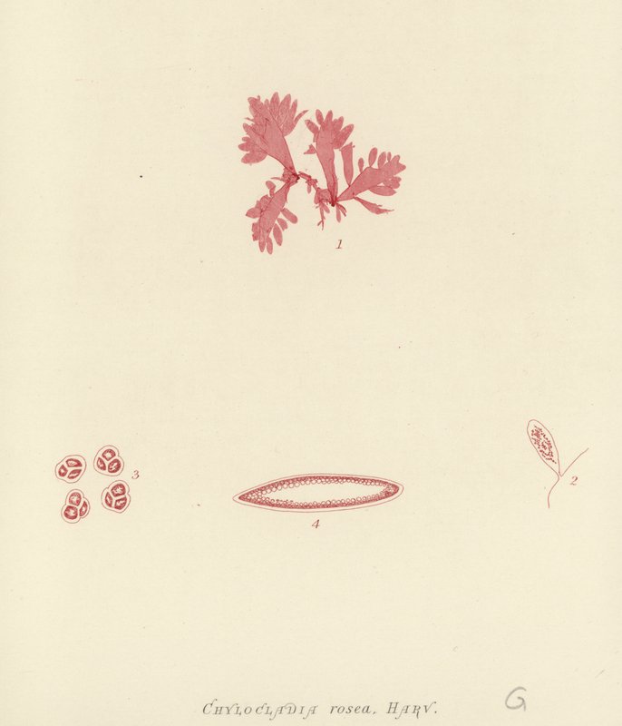 British Sea-Weed (nature printed) alkotó: English School