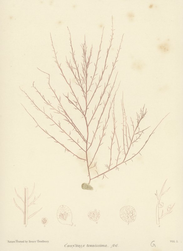 British Sea-Weed (természetesen nyomtatott) alkotó: English School