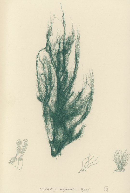 British Sea-Weed (természetesen nyomtatott) alkotó: English School
