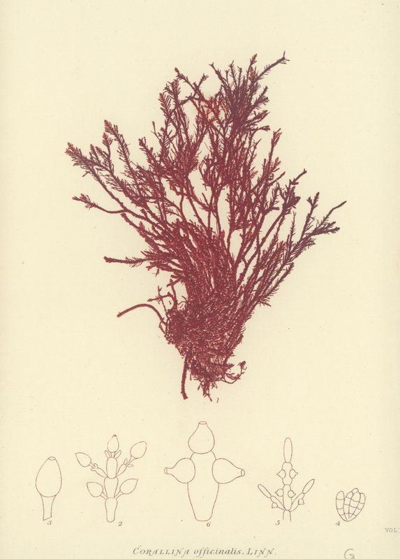 British Sea-Weed (természetesen nyomtatott) alkotó: English School