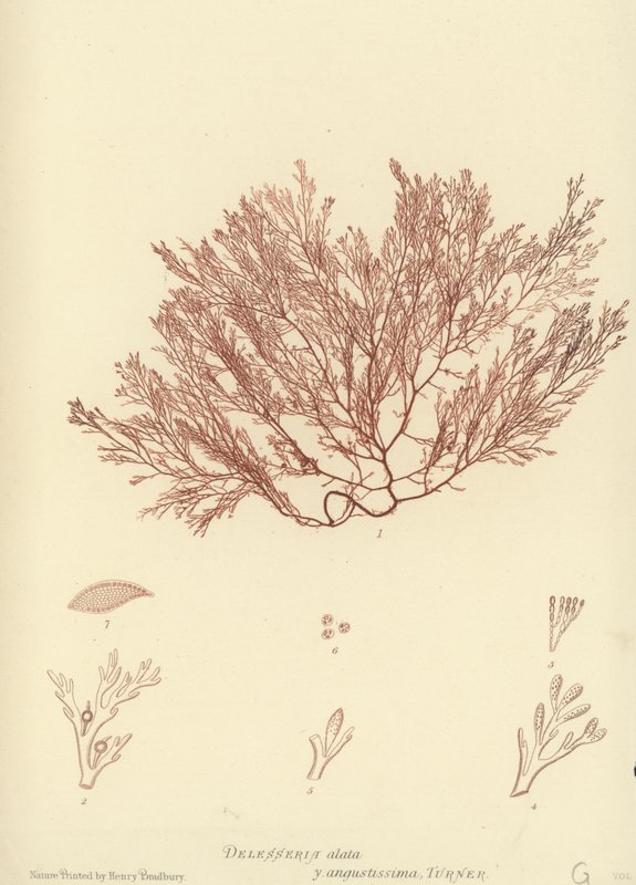 British Sea-Weed (természetesen nyomtatott) alkotó: English School
