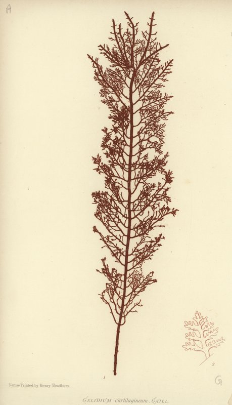 British Sea-Weed (természetesen nyomtatott) alkotó: English School